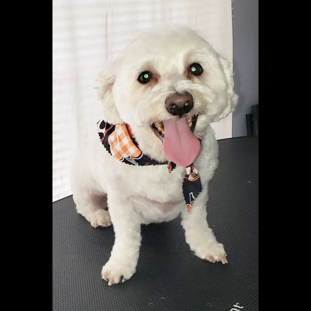 GROOMING ON THE GO BY KALINA Updated October 2024 134 Photos Oak