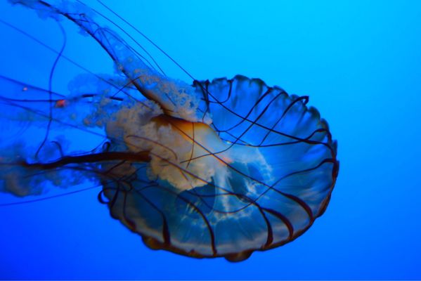 California Academy of Sciences by null