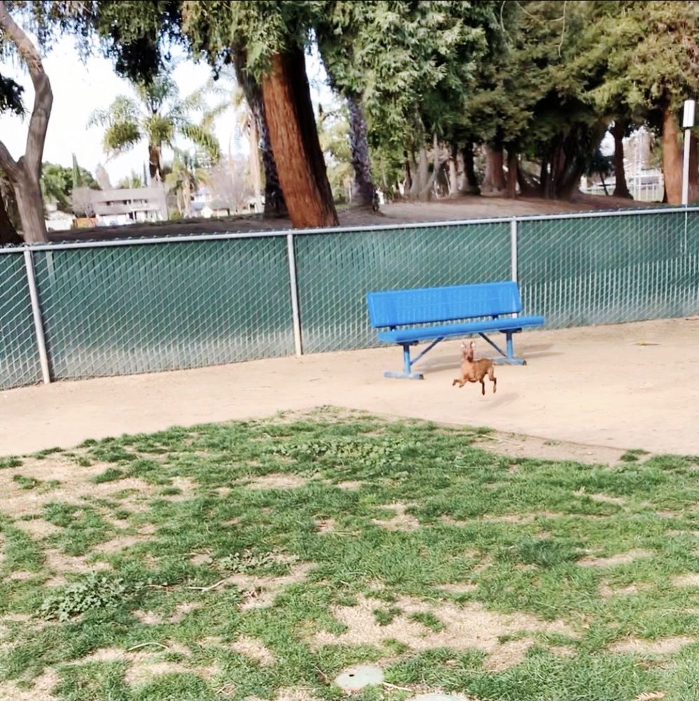 LAS PALMAS DOG PARK 61 Photos & 86 Reviews Dog Parks 850 Russet