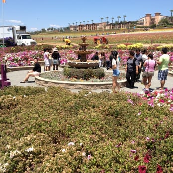 The Flower Fields - Venues & Event Spaces Near Me - Carlsbad, California The Flower Fields - Venues & Event Spaces Near Me - Carlsbad, California