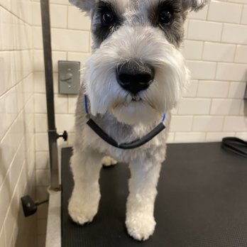 Paws on 34 - Pet Groomers Near Me - Matawan, New Jersey