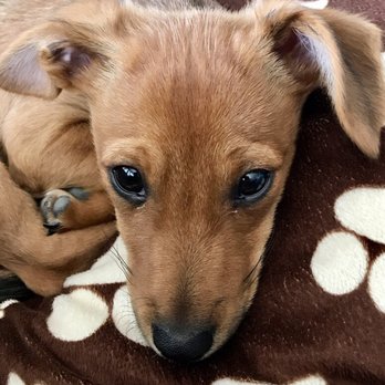 Cascade Heights Veterinary Center - Oliver - Veterinarians Near Me - Seattle, Washington