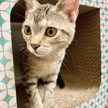 Nevada Humane Society - Trinity loving life - Animal Shelters Near Me - Reno, Nevada