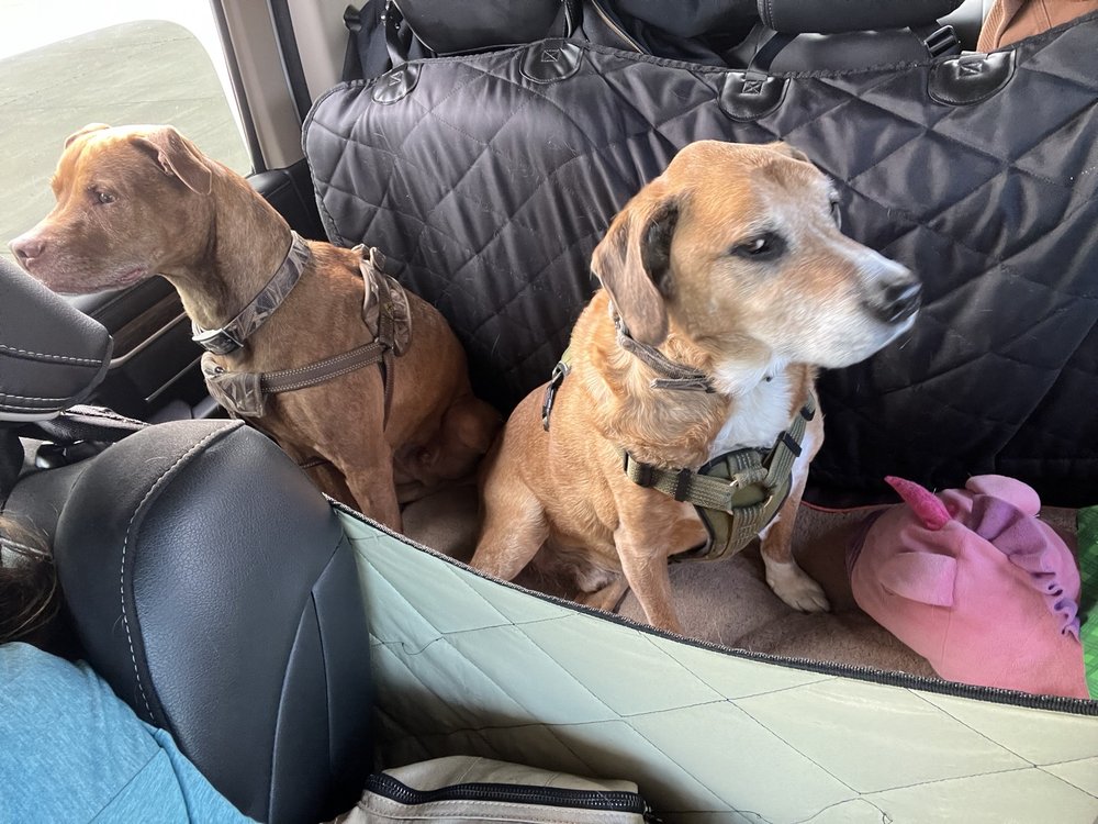 SHERIDAN ANIMAL HOSPITAL 222 Ave F E, McClusky, ND Yelp