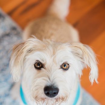 Pet Gallery - Pet Groomers Near Me - Atlanta, Georgia