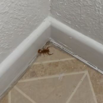 EcoGen Pest Control - There is a scorpion in house pantry. - Pest Control Near Me - Las Vegas, Nevada EcoGen Pest Control - There is a scorpion in house pantry. - Pest Control Near Me - Las Vegas, Nevada