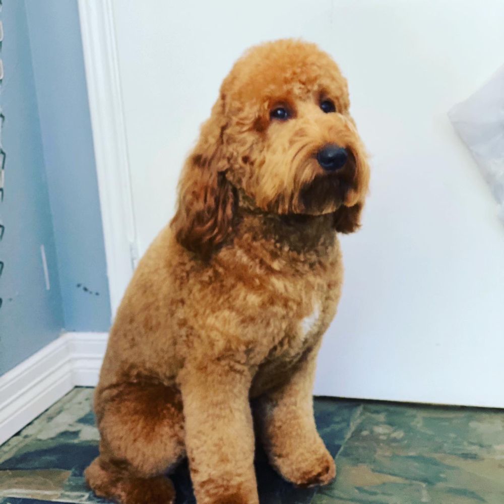 BUBBLES PET SALON Updated September 2024 74 Photos & 11 Reviews