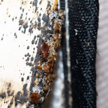 Premier Pest Solutions - DON"T LET THE BED BUGS BITE!!! Call Today for a free, no obligation inspection. - Pest Control Near Me - Celestine, Indiana