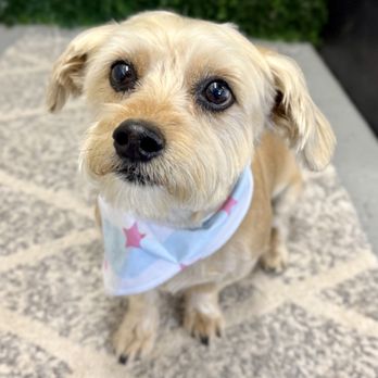 Pampered Pup - Pet Groomers Near Me - Enoch, Utah Pampered Pup - Pet Groomers Near Me - Enoch, Utah