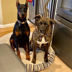 Battle Born Dobermans - Battleborn Doberman 8months old