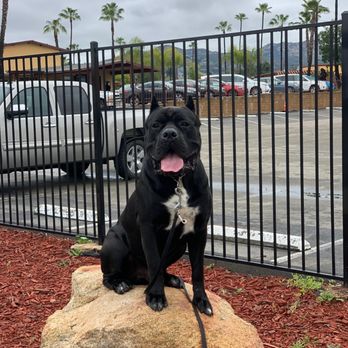 Off Leash K9 Training  - Pet Training Near Me - Murrieta, California