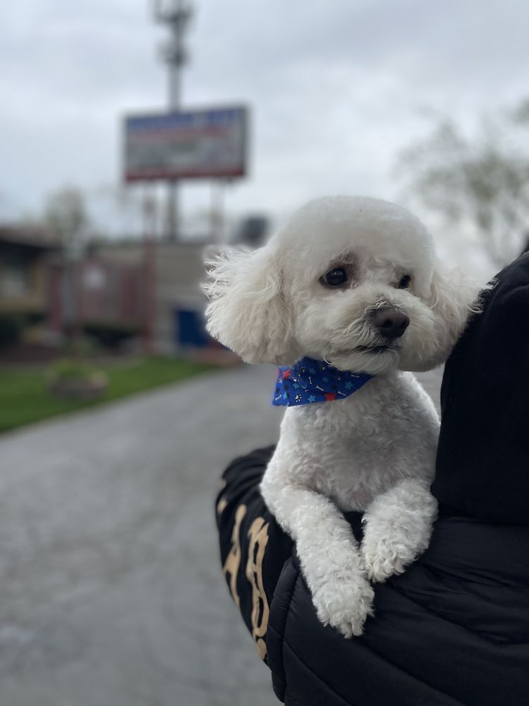 DOGGONE RITE Updated September 2024 23 Photos & 36 Reviews 3537 W