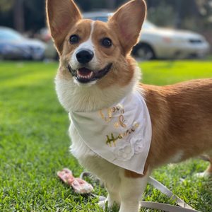 Pine Animal Hospital & Integrative Wellness Center on Yelp