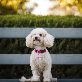 Frame Your Pet - Photographers Near Me