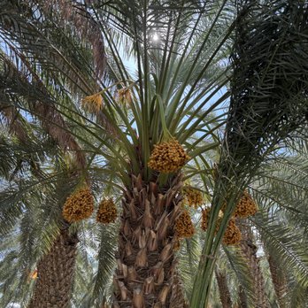 Fresh Dates By Anderson - Almost ready for harvest. - Farmers Market Near Me - Thermal, California