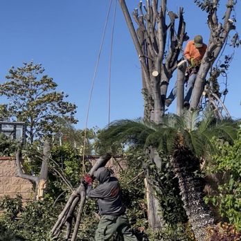 Orange County Tree Services - Removal of a 50 year old bay tree. - Tree Services Near Me Orange County Tree Services - Removal of a 50 year old bay tree. - Tree Services Near Me