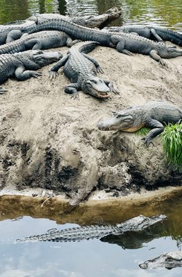St. Augustine Alligator Farm Zoological Park by null