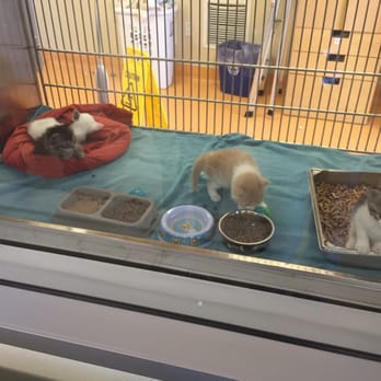 Peninsula Humane Society & SPCA - The kittens!! - Animal Shelters Near Me - Burlingame, California Peninsula Humane Society & SPCA - The kittens!! - Animal Shelters Near Me - Burlingame, California