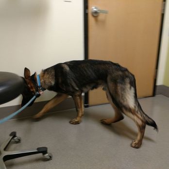 University K9 - The day we picked up our dog from University K9 for Board and Train. He had kennel cough penumonia. - Pet Training Near Me - Clackamas, Oregon