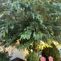 Photo of Domingo's Tree Care