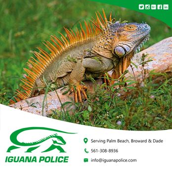 Iguana Police - Iguana Police - Invasive Reptile Removal & Control! - Wildlife Control Near Me Iguana Police - Iguana Police - Invasive Reptile Removal & Control! - Wildlife Control Near Me
