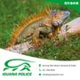 Photo of Iguana Police