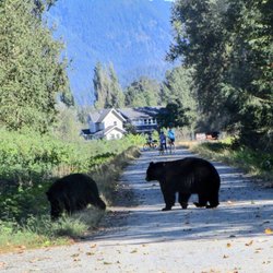 Traboulay Poco Trail