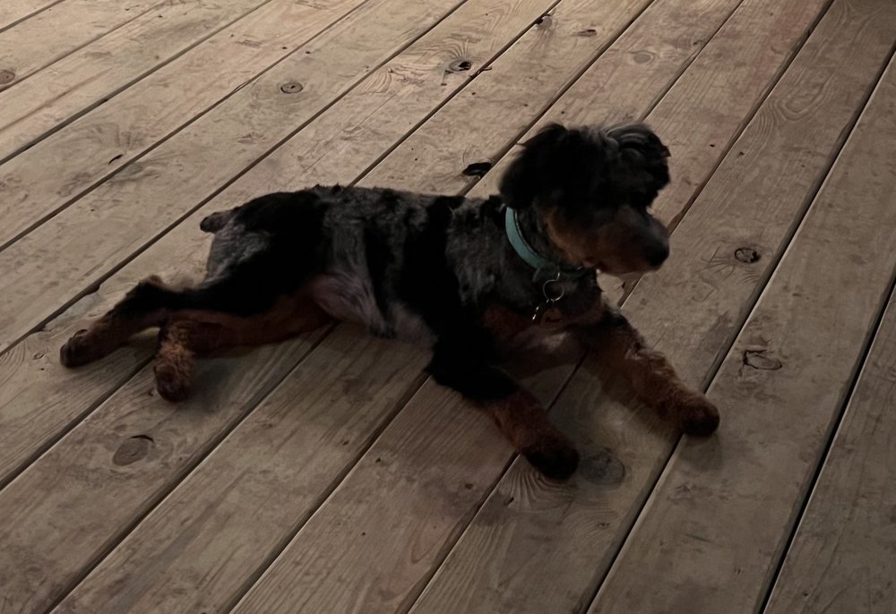 LAN YAP GROOMING Updated October 2024 64380 Hwy 41, Pearl River