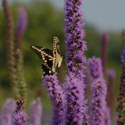 Prairie Moon Nursery - Although our website is a tremendous educational resource, we welcome phone inquiries.  507-452-1362