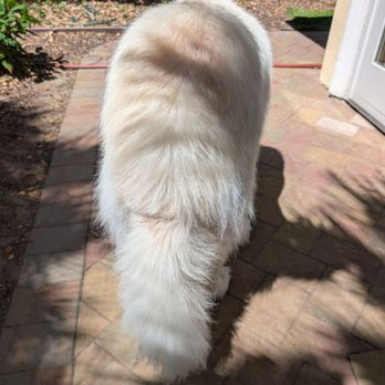 A Dog's Tail - Eternity did an amazing job dematting his tail. So fluffy! - Pet Groomers Near Me - San Jose, California A Dog's Tail - Eternity did an amazing job dematting his tail. So fluffy! - Pet Groomers Near Me - San Jose, California