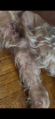 Columbus Circle Veterinary Hospital