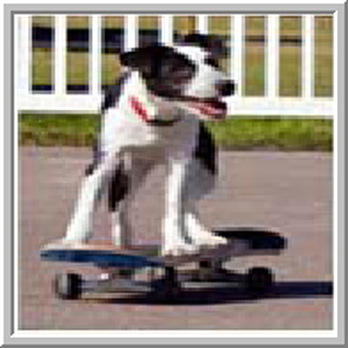 K-9 Educational Training Ctr - Pet Sitting Near Me - Tampa, Florida