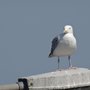 Photo of Texel