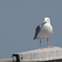 Texel