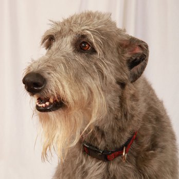 Dogpatch - Prudence - Pet Groomers Near Me - Warwick, Rhode Island