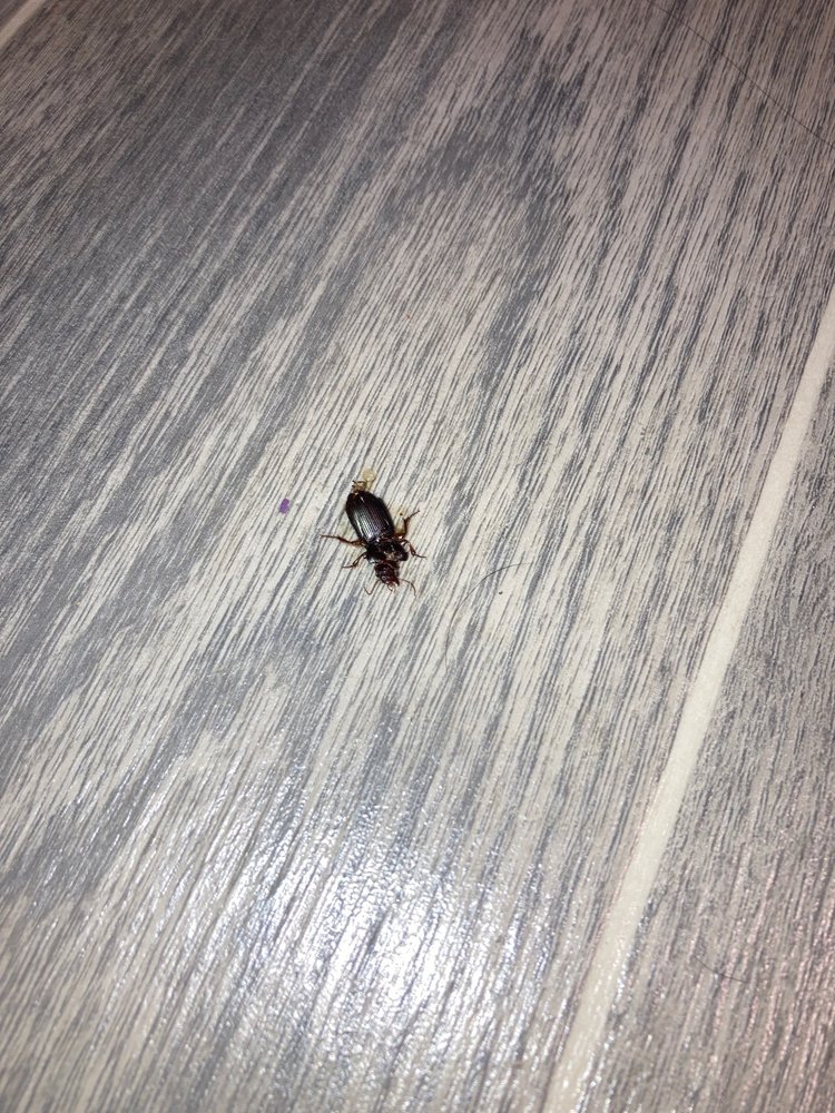 ALPINE MEADOWS APARTMENTS Updated August 2024 49 Photos & 24