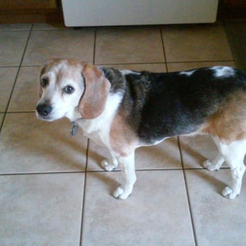 Niki's Place - Veterinarians Near Me - Gilbert, Arizona