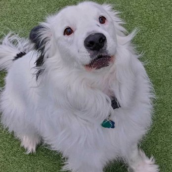 Elizabeth's Pet Sitting - Pet Sitting Near Me - Davis, California