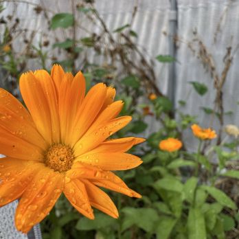 Carmel Valley Creamery - Marigold absolutely popping after a fresh drizzle - Coffee & Tea Near Me - Carmel Valley, California