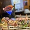 Tanuki gift card