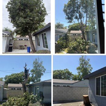 Padilla Tree Service - The process. This giant tree was down in less than an hour and then they cleaned everything up in like 30 minutes. - Tree Services Near Me