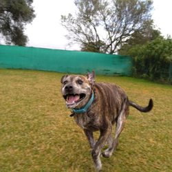 Dog Spa-Centro Canino do Monte Escrivao