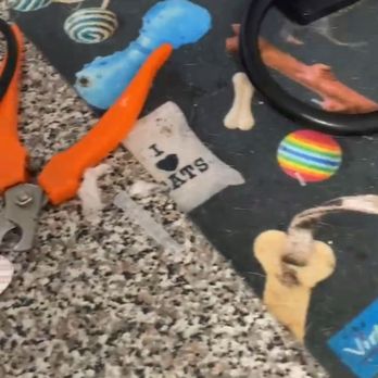 Lyndhurst Animal Hospital - Filthy, animal hair, used needle cap, dirty nail clippers - Veterinarians Near Me - Lyndhurst, New Jersey Lyndhurst Animal Hospital - Filthy, animal hair, used needle cap, dirty nail clippers - Veterinarians Near Me - Lyndhurst, New Jersey