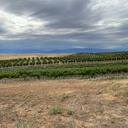 Raging Bull Vineyard - Rolling hills, vines and sky