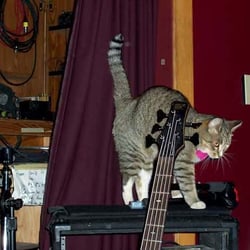 Sam Bond's Garage - Curious Cat explores Stay Tuned's equipment at Sam Bond's Garage