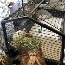 Mickie's Pet Care & Sitting - peaches and phoo