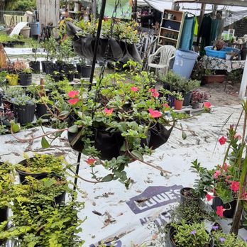 Feger's Nursery - Hoya carnosa - Nurseries & Gardening Near Me - New Port Richey, Florida Feger's Nursery - Hoya carnosa - Nurseries & Gardening Near Me - New Port Richey, Florida