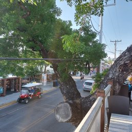 Exterior outside entrance of Surly Siren Saloon - View from balcony, the tree has taken over - Key West, Florida Exterior outside entrance of Surly Siren Saloon - View from balcony, the tree has taken over - Key West, Florida