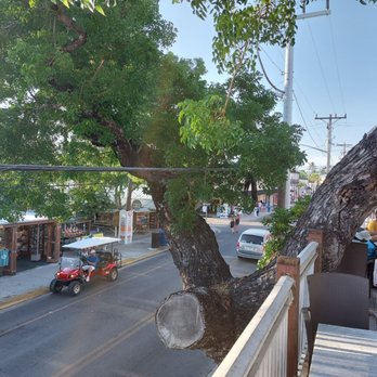 Surly Siren Saloon - View from balcony, the tree has taken over - Bars Near Me - Key West, Florida Surly Siren Saloon - View from balcony, the tree has taken over - Bars Near Me - Key West, Florida