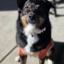 Photo of Bibbidi Bobbidi Bark Dog Spa